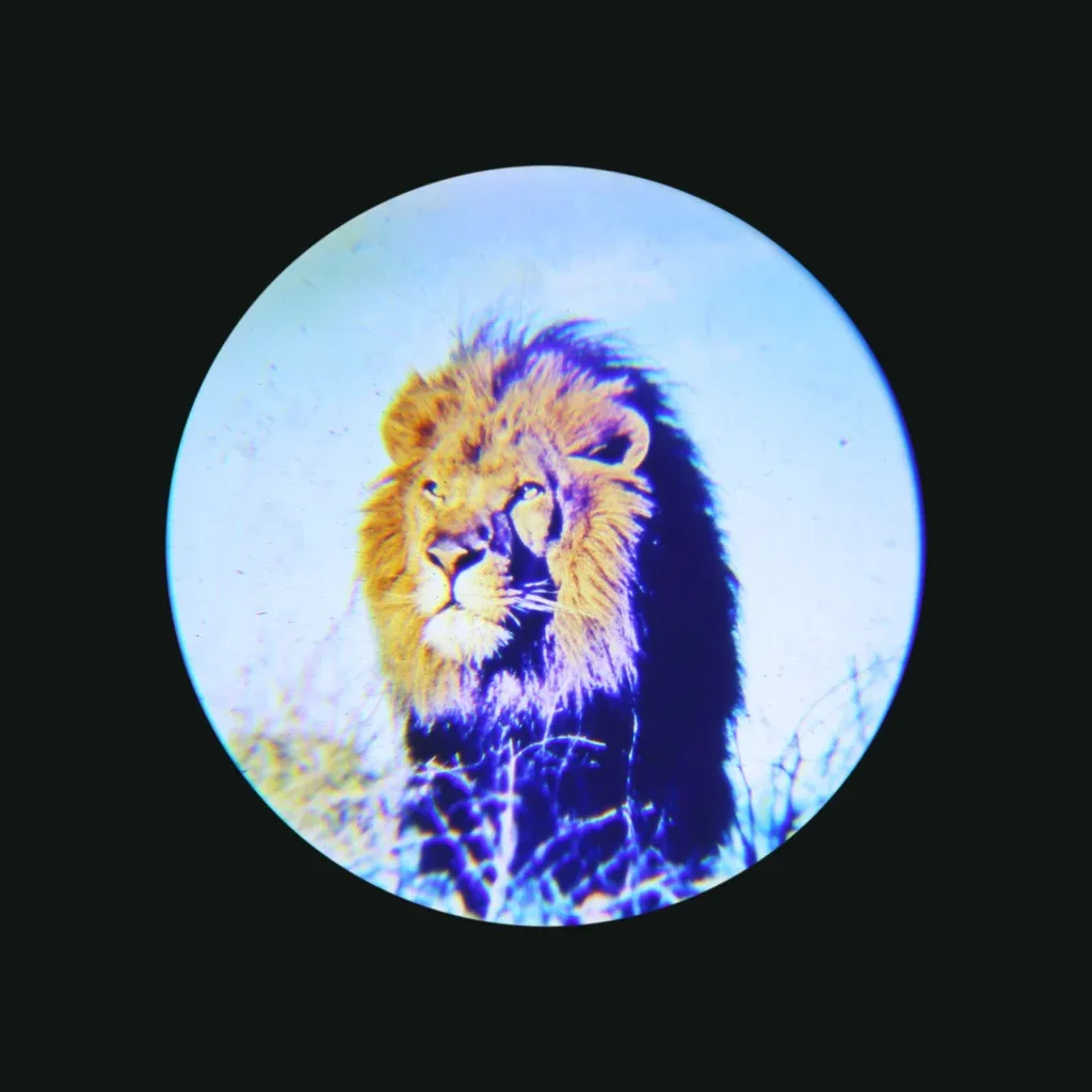 COSMO — slika 22