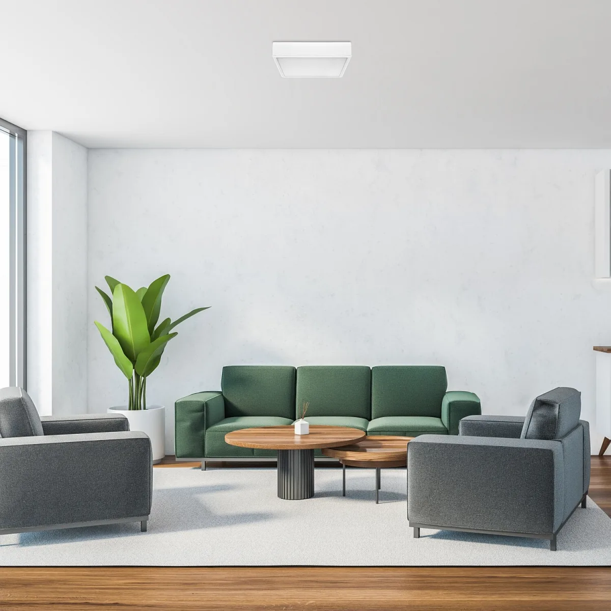 Lauri — slika 9
